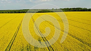 Flight and takeoff above blooming yellow rapeseed field at sunny day, aerial panoramic view