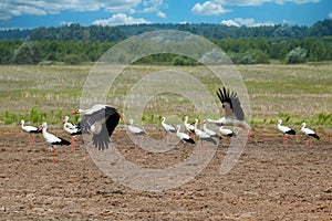 Flight of two storks close-up over a plowed field