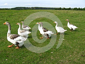 Flight of white geese on a meadow