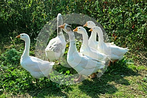 Flight of white geese in the yard