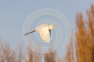 Flight of a white heron in front of trees lit by a late day light