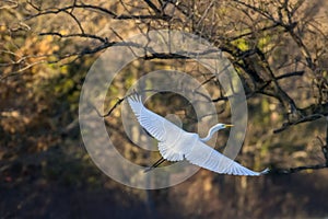 Flight of a white heron in front of trees lit by a late day light