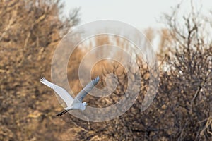 Flight of a white heron in front of trees lit by a late day light