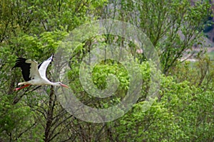 Flight of the white stork. Stork flying in the wild nature. Wingspan