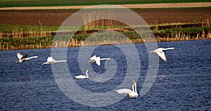 Flight of white swans