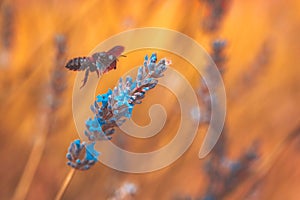 In-Flight Wood Bee Xylocopa violacea Amid Lavender Flowers - Macro Capture