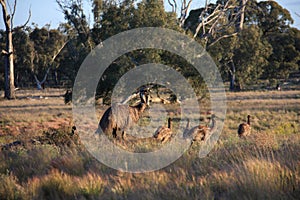 Flightless Australian bird, the Emu