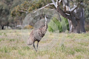 Flightless Australian bird, the Emu