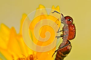 Flightless bee on a yellow flower