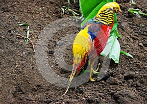 Flightless bird, brightly colored from South America. Feeding process