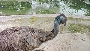 A flightless bird ostrich