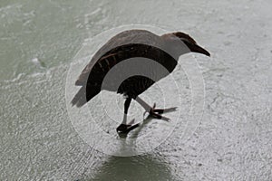 A flightless bird strolling along the shore of Beachcomber Island in Fiji