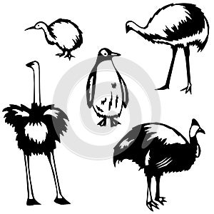 Flightless birds