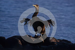 Flightless cormorant