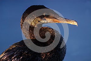 Flightless cormorant