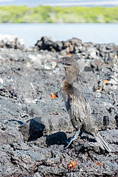 Flightless Cormorant