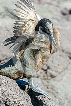 Flightless Cormorant