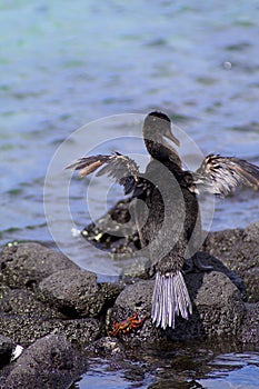 Flightless Cormorant  832747