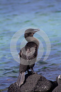 Flightless Cormorant  832749