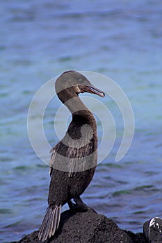 Flightless Cormorant   832771