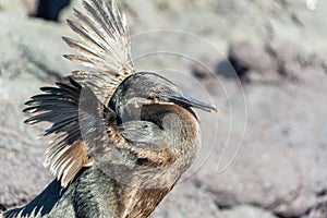 Flightless Cormorant Closeup