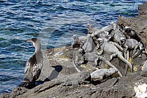 Flightless cormorant by a colony of marine iguanas