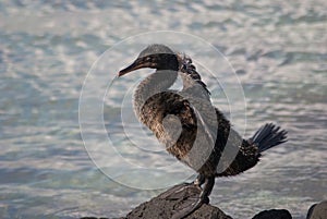 Flightless cormorant on Galapagos Islands photo
