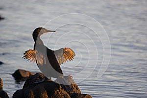 Flightless cormorant drying its wings photo