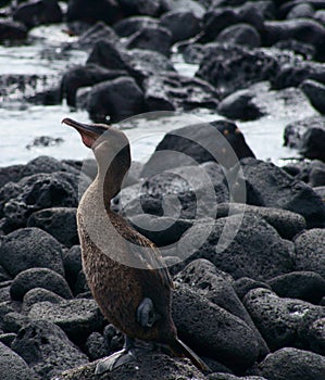 Flightless Cormorant in the Galapagos