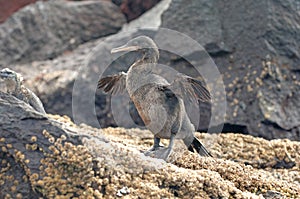 Flightless Cormorant, Galapagos