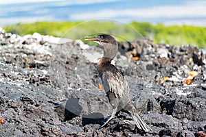 Flightless Cormorant in Galapagos