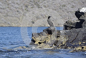 Flightless Cormorant or Galapagos Cormorant Phalacrocorax harrisi, Tagus Cove, Isabela Island, Galapagos Islands