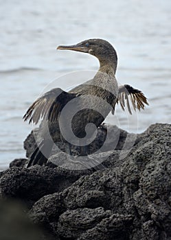 Flightless Cormorant or Galapagos Cormorant Phalacrocorax harrisi, Urbina Bay, Isabela Island, Galapagos Islands