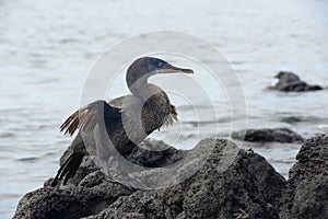 Flightless Cormorant or Galapagos Cormorant Phalacrocorax harrisi, Urbina Bay, Isabela Island, Galapagos Islands