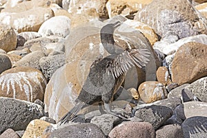 Flightless Cormorant in the Galapagos Islands