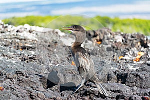 Flightless Cormorant in Galapagos photo