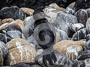 A flightless cormorant, Isabela  Island, Galapagos, Ecuador