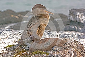 Flightless Cormorant and Its Baby on its Nest