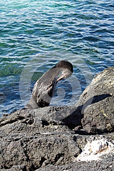 Flightless cormorant on lava rock