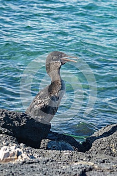 Flightless cormorant on lava rock