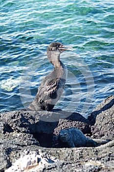 Flightless cormorant by a marine iguana