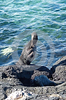 Flightless cormorant by a marine iguana