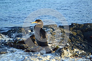 Flightless Cormorant on the nest on Fernandina Island, Galapagos.