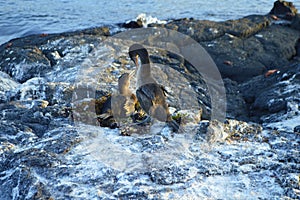 Flightless Cormorant on the nest on Fernandina Island, Galapagos.