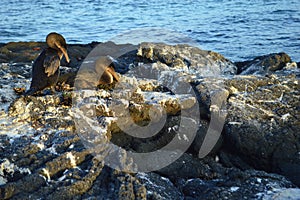 Flightless Cormorant on the nest on Fernandina Island, Galapagos.