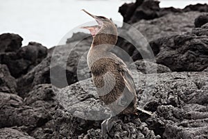 Flightless cormorant opening its beak.