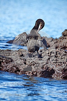 Flightless cormorant preening