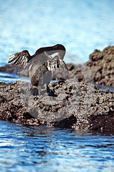 Flightless cormorant preening