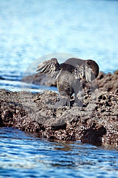 Flightless cormorant preening