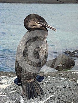 Flightless cormorant at the rocks